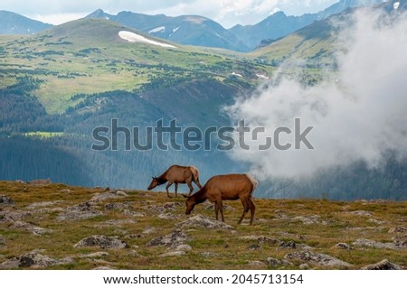 Elk graze the alpine tundra above the treeline in Rocky Mountain National Park in Colorado, USA. Royalty-Free Stock Photo #2045713154