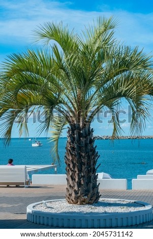 beautiful young palm tree on the sea embankment of the Russian resort town of Sochi