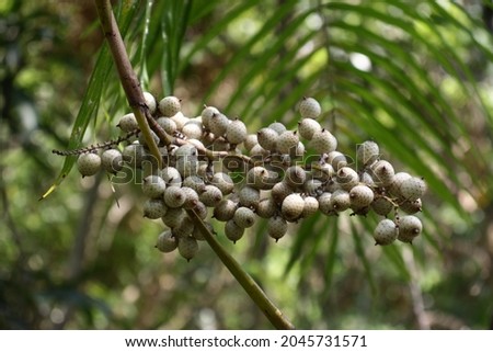 Rattan palm fruits - Stock photo
