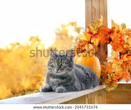 Сute cat and autumn decor in garden. symbol of autumn season, Halloween, Thanksgiving holiday. fall time concept. Portrait of beautiful gray cat with orange pumpkins