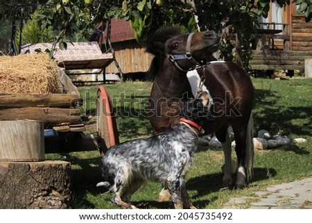 brown horse wooden animals dog