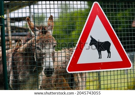 Donkeys behind a fence in Germany
