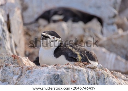 Chinstrap penguin laying on the rock in Antarctic
