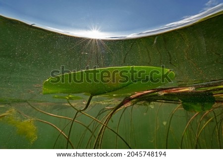 Lily pad photographed against the sunlight Royalty-Free Stock Photo #2045748194