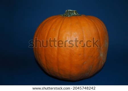 orange round pumpkin on a dark blue background. side view