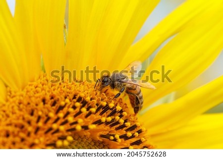 Blooming sunflower with a bee collecting nectar. Sunflower natural background. Close-up.