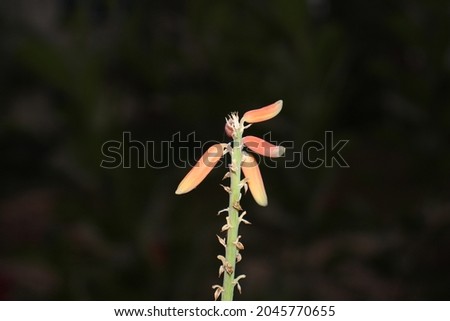 Aloe Vera Flower High Res Stock Images.