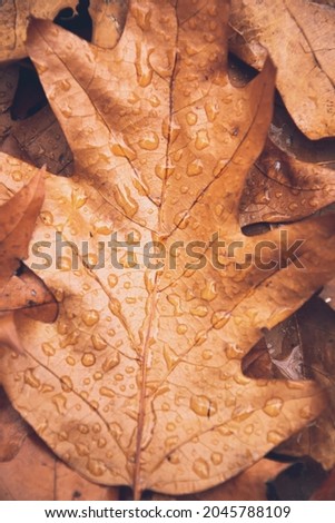 Top view of Oak brown leaf with water drops after rain in the forest. Macro picture of copy space. Lots of raindrops glisten in the sunlight on small leaf. Nature background with empty space for text