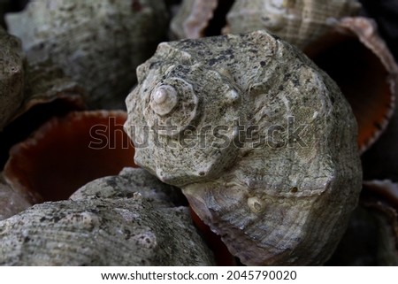 Macro rapan shell balck sea mollusk background 