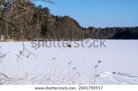 A ginger dog walks along a snow-covered frozen forest lake near a pine forest. Colorful sunny frosty winter day. Beautiful landscape.