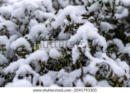 The first frosts, the beginning of winter.The first snow on the branches of garden roses with unopened foliage. Horizontal photo.