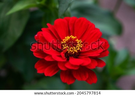 Red majors flower closeup. Mature majors flower. Royalty-Free Stock Photo #2045797814