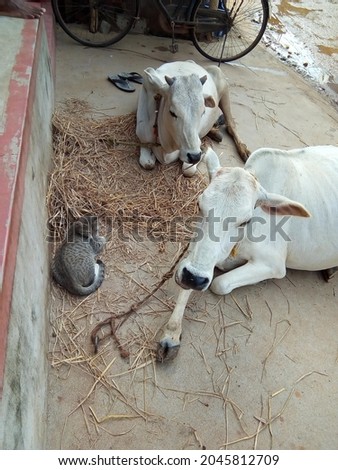 Desi Bull High Res Stock Images | Shutterstock