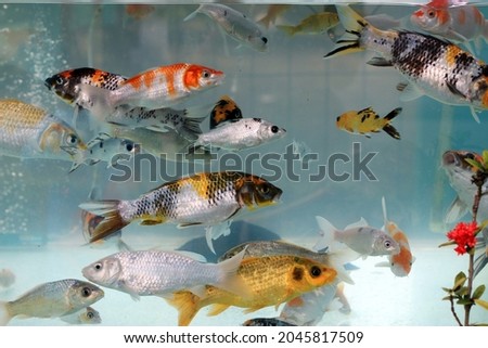 a collection of ornamental fish in the aquarium in the yard