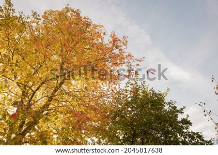 Morning sun filtered through autumn leaves on a tree