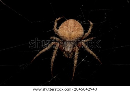 Creepy close-up photo of bristly and corpulent Spotted Orb Weaver spider (Neoscona crucifera)  suspended it its web on an autumn night in Kansas. Royalty-Free Stock Photo #2045842940