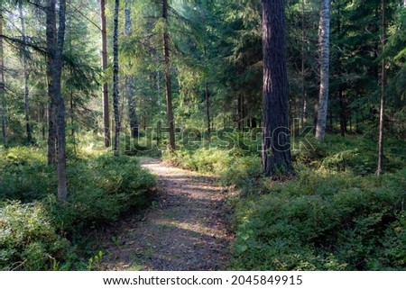 Landscape with a path in forest