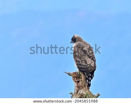 Mountain hawk eagle (Kumataka) is relaxing on its favorite branch