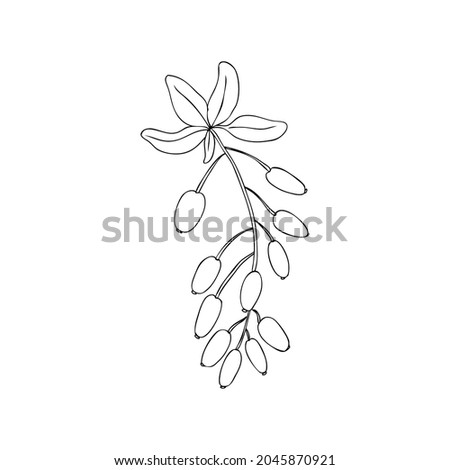 Barberry hand drawn branch vector sketch isolated on white background, ink berry, Natural spicy herb, graphic doodle cooking ingredient for design package tea, cosmetic, medicine, greeting card Royalty-Free Stock Photo #2045870921