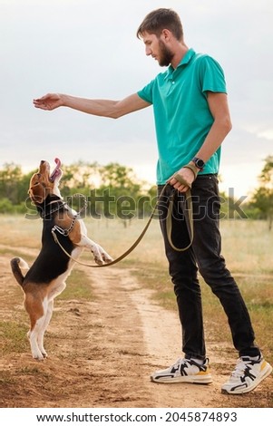Unrecognizable man training purebred beagle wearing leash. Purebred pet standing on hind feet, smelling treats from hand of male dog owner in rural settings. Animal training concept. Royalty-Free Stock Photo #2045874893
