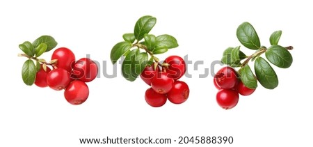 Fresh wild lingonberry berries with stem and leaves isolated on white background. Set of red cowberry. Royalty-Free Stock Photo #2045888390