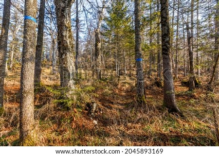 Autumn forest in the Primorsky Territory. The steep slope of the mountain, overgrown with conifers.