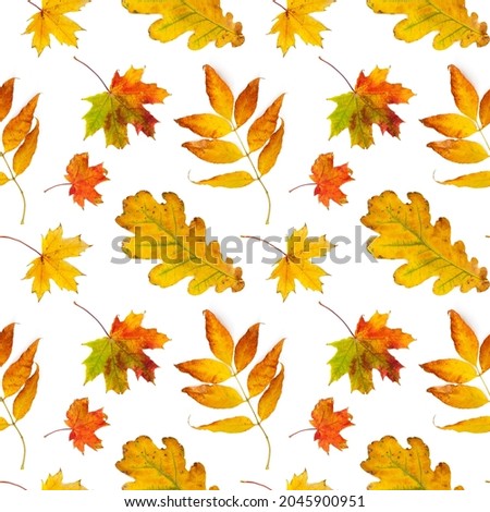Seamless pattern with autumn leaves isolated on white background.