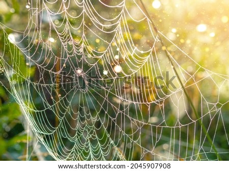 Spider web close-up.The shot of the big cobweb close-up with the branch in it and the bright background of dew drops , shining under the sunlight.