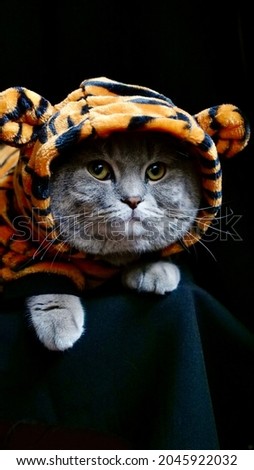 Pet British, Scottish Straight cat in a tiger costume lies on an isolated black background with glasses. Cool animal 2022