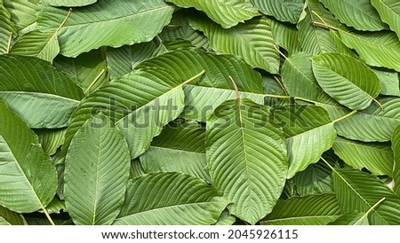 Close up kratom leaf, Green leaf background. Royalty-Free Stock Photo #2045926115