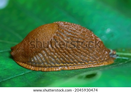 Makro closeup of one slimy wet snail (arion rufus) on green leaf with respiratory pore (focus on center) Royalty-Free Stock Photo #2045930474