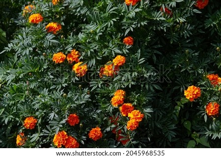 Beautiful orange marigold flowers in the garden.