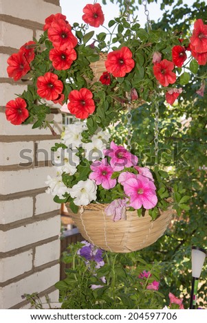 Multicolored flowers petunias in hanging wicker baskets on metal chains outdoor areas