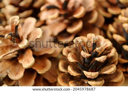 Closeup group of natural dry pine cones with selective focus