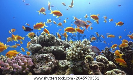 beautiful colorful coral reefs with sea and fish