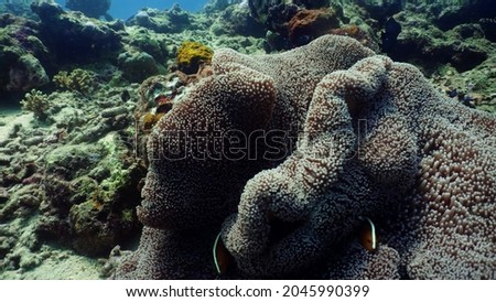 beautiful colorful coral reefs with sea and fish