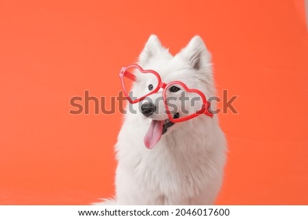 Cute Samoyed dog with party glasses on color background. Valentine's Day celebration