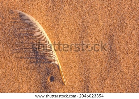 Single white seagull feather on beach sand
