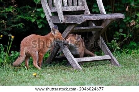 Family of fox cubs exploring a garden