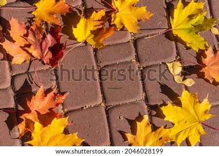 Autumn leaves on the background of a stone wall with a place to write a text.. Fallen maple leaves lie on a hard surface. Textured stone backdrop with golden leaves.