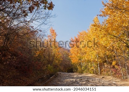 Autumn aspen forest. A rural road made of stones in a mountainous area. A sunny orange-yellow landscape with colorful foliage of tall trees and a blue sky. The concept of silence, tranquility, travel
