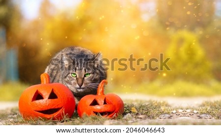 Angry tabby cat with green eyes sits between two orange glowing pumpkins on ground covered with colourful leaves on the magical autumn forest background. Halloween celebration concept with copy space