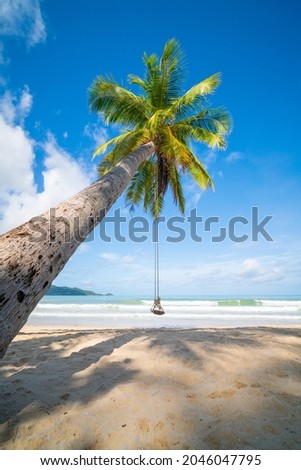 Coconut tree on sand beach in summer sun