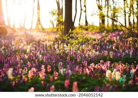 The forest is covered with Corydalis cava flowers in sunny day undercover of the tree canopy. Location place Ukraine, Europe. Soft selective focus. Vibrant photo wallpaper. Beauty of earth.