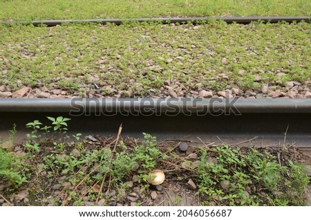 This picture shows a small mushroom near a rails