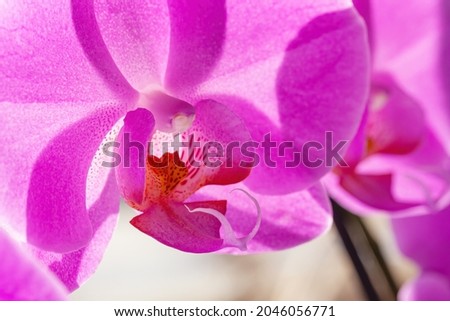 Delicate purple Phalaenopsis orchid close-up in backlight. Natural flower background. Tight cropping. Selective focus.