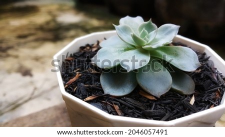 Green Echeveria Lola succulent mini white pot  from a side view 