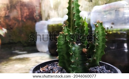 Green Euphorbia Trigona Cactus in the garden from a side view