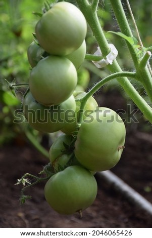 Green tomato plants growing and ripening in a greenhouse. Stock Photo