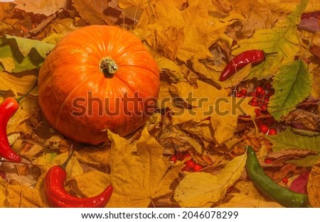 Ripe orange pumpkin and red chili on a background of yellow leaves. Autumn harvest concept.